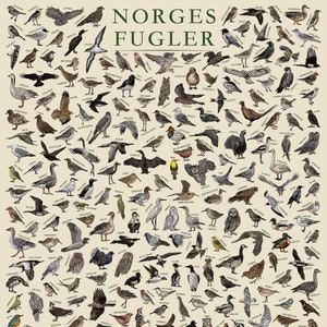 Las aves de Noruega (Norges Fugler): póster educativo sobre la vida salvaje noruega ilustrado a mano