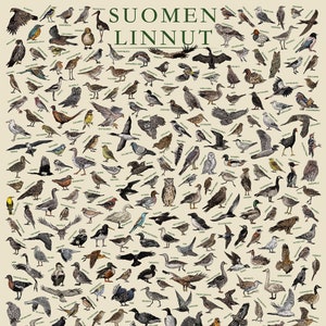 Gli uccelli della Finlandia (Suomen Linnut) - Poster didattico sulla fauna selvatica illustrato a mano / finlandese
