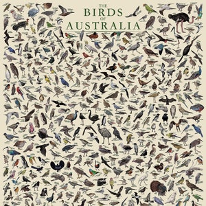 The Birds of Australia - Hand-illustrated / Wildlife Educational Poster / Wall Art