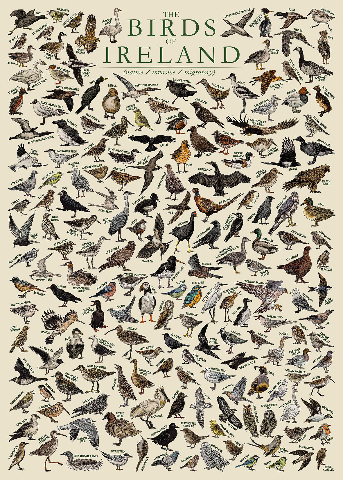 アイルランドの鳥 - 手描き / アイルランドの野生動物教育ポスター / ウォールアート