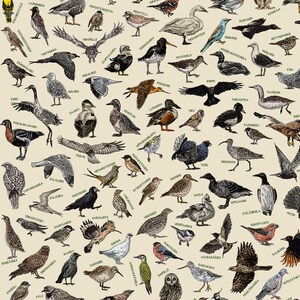 The Birds of Finland (suomen Linnut) Handillustrated / Finish