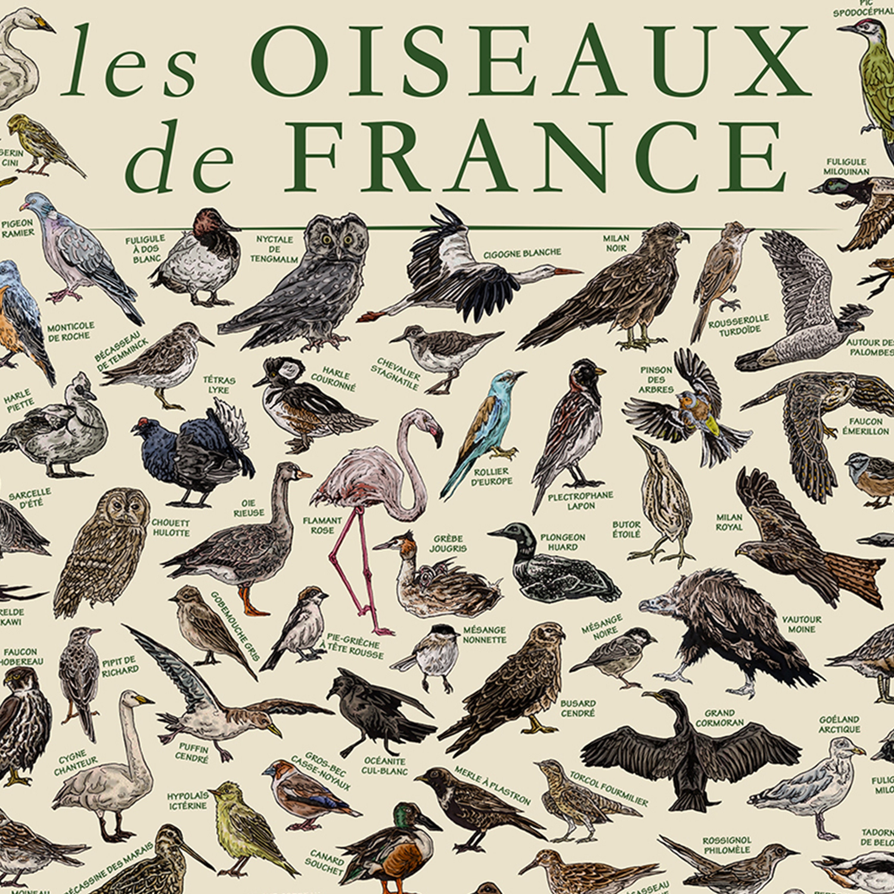 The Birds Of France Les Oiseaux De France Wildlife Educational the-birds-of-france-les-oiseaux-de-france-wildlife-educational