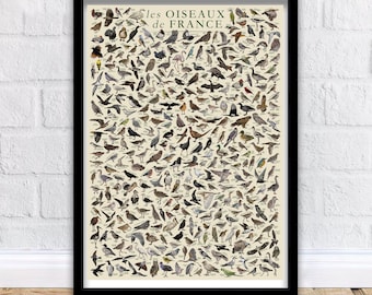 The Birds of France / Les Oiseaux de France - Wildlife Educational Poster