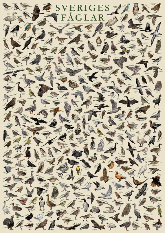 The Birds of Sweden (sveriges Fåglar) - Hand-illustrated / Swedish