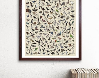 The Birds of New Zealand - Hand-illustrated / Kiwi Wildlife Educational Poster / Wall Art