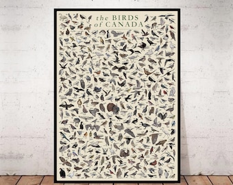 Póster de aves de Canadá: ilustraciones de fauna silvestre hechas a mano. Disponible en francés e inglés.