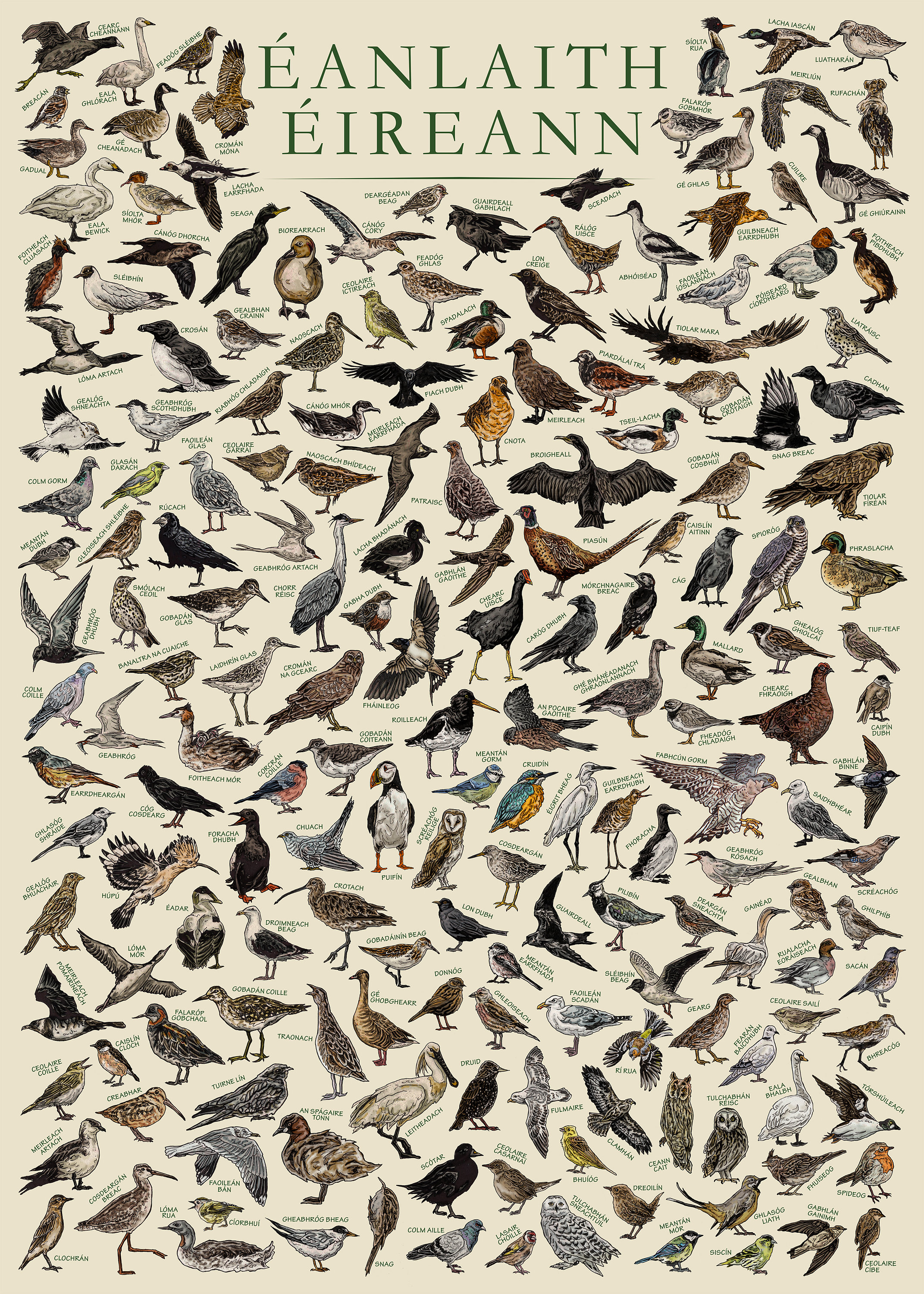 The Birds of Ireland - Hand-illustrated / Irish Wildlife
