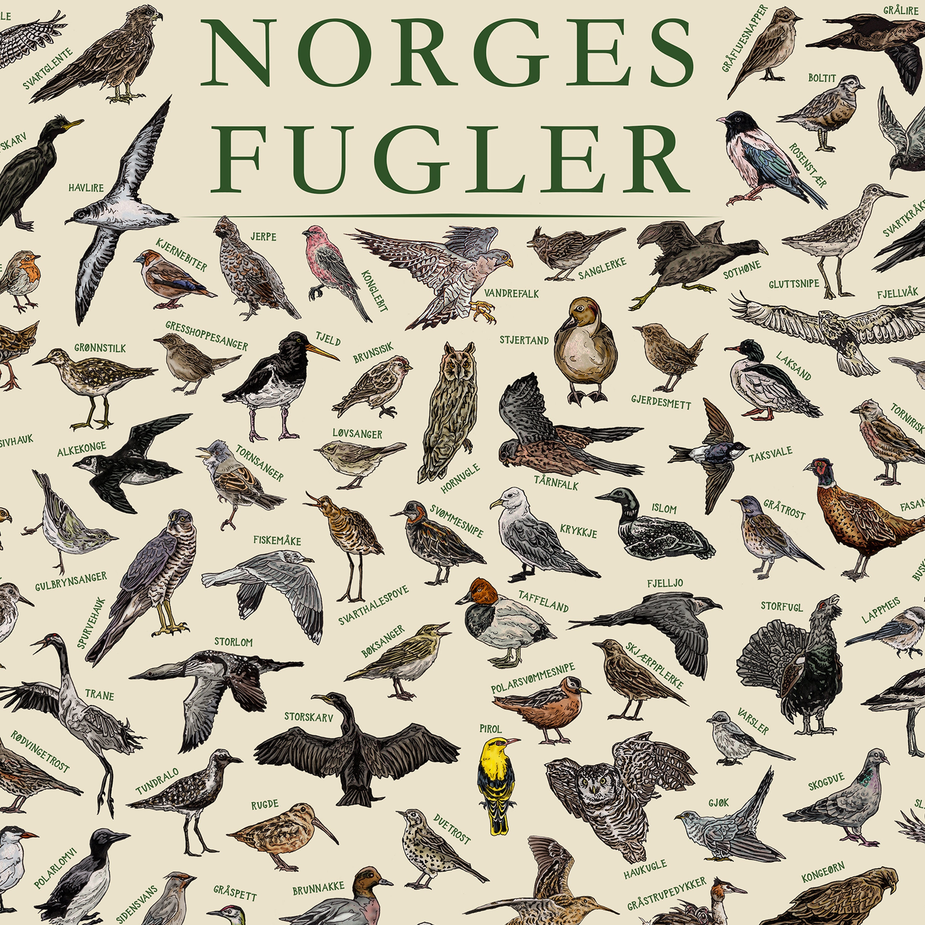 The Birds of Norway (norges Fugler) - Hand-illustrated / Norwegian