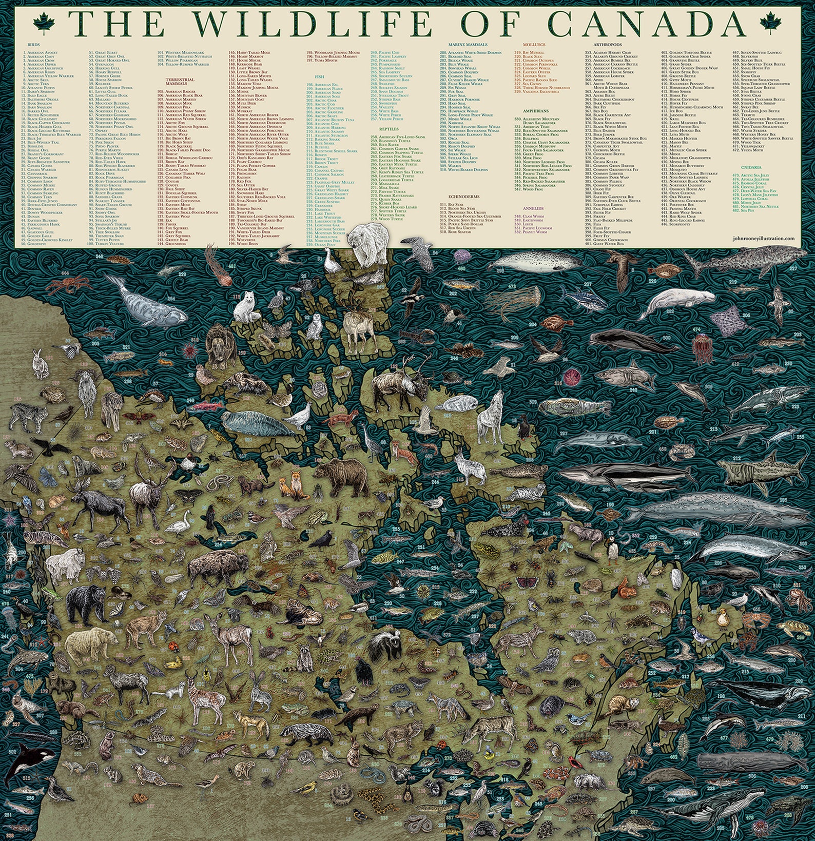 Wildlife of Canada Map - Hand-illustrated Educational Poster Art Print