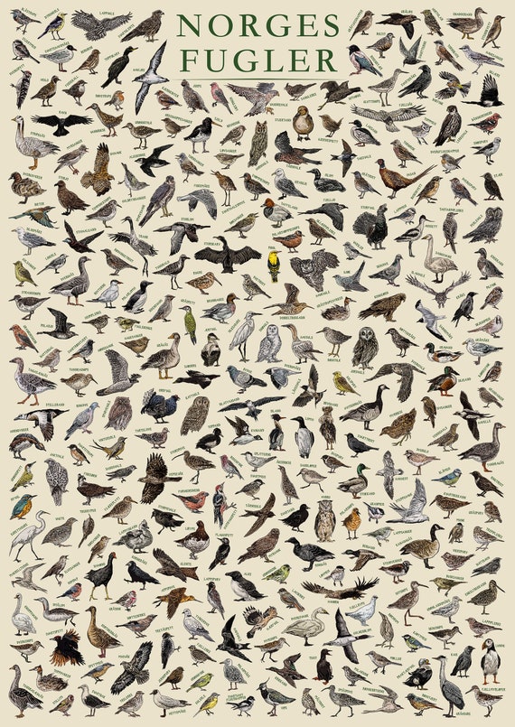 The Birds of Norway (norges Fugler) - Hand-illustrated / Norwegian