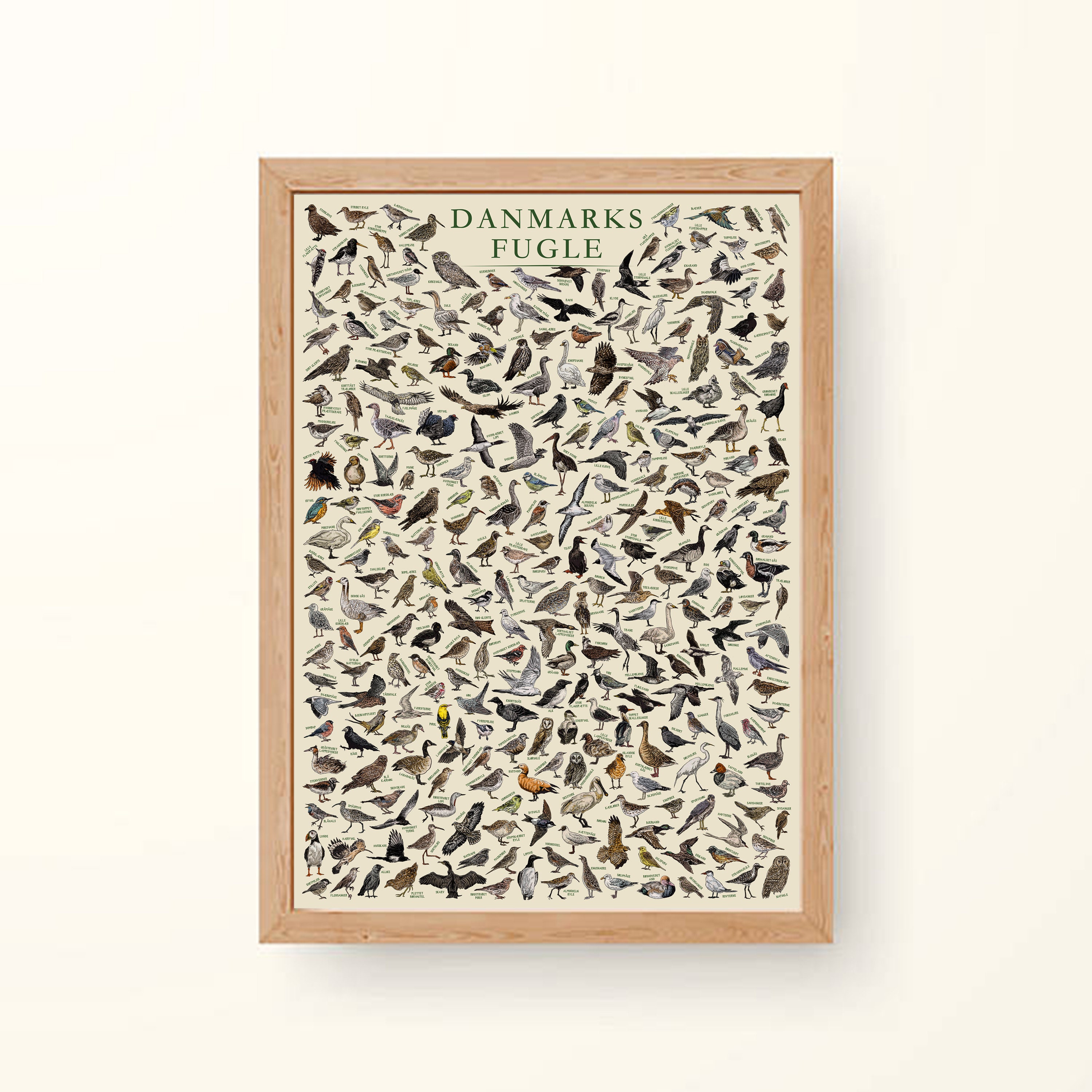 The Birds of Denmark (danmarks Fugle) - Hand-illustrated / Swedish