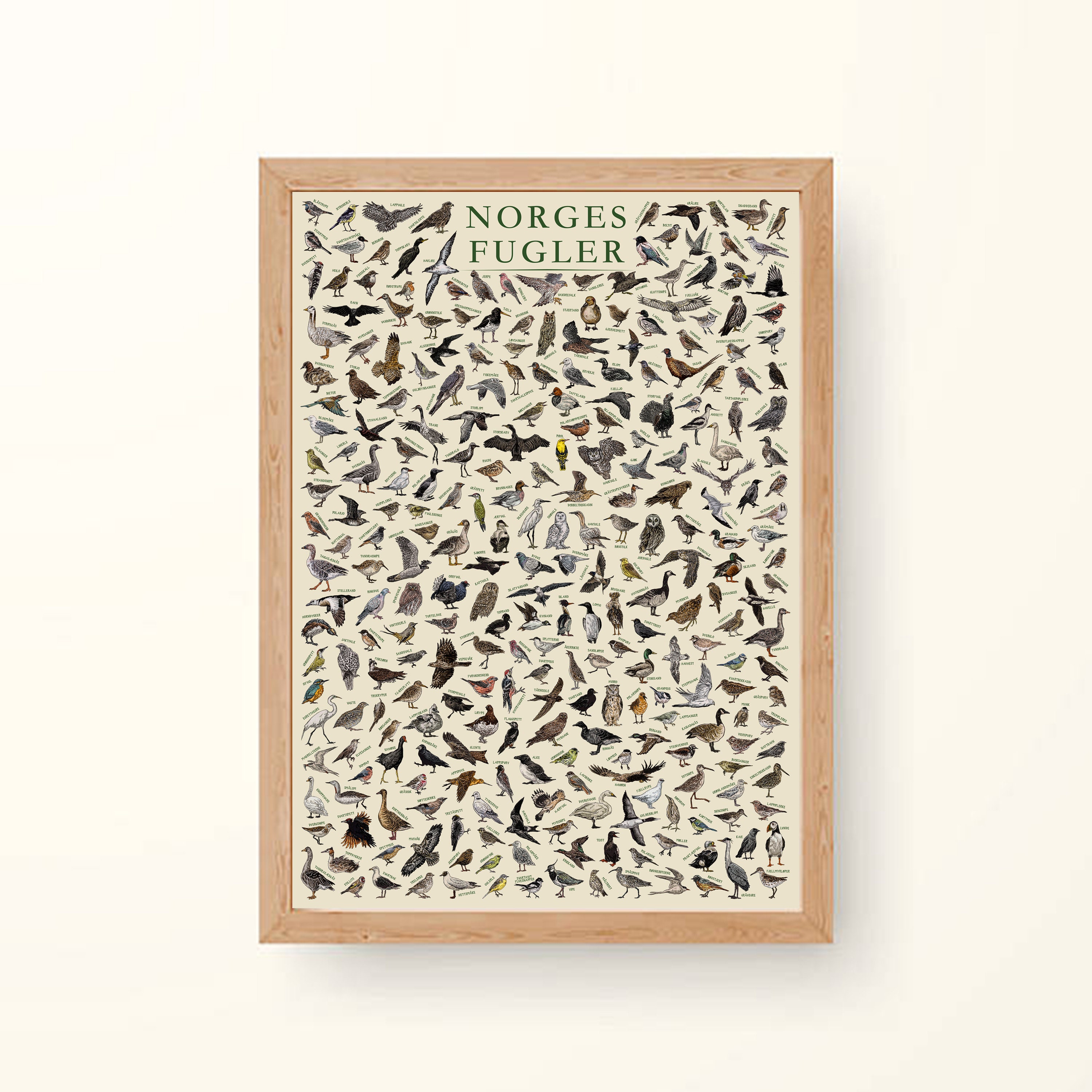 The Birds of Norway (norges Fugler) - Hand-illustrated / Norwegian