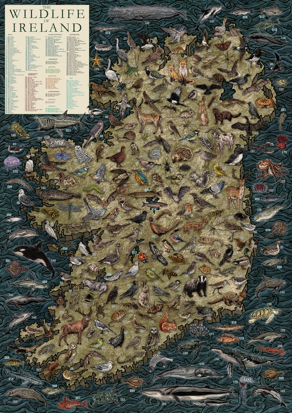Wildlife of Ireland Map / Hand-illustrated Educational Poster - Etsy Ireland Wildlife of Ireland Map / Hand-illustrated Educational Poster - Etsy Ireland