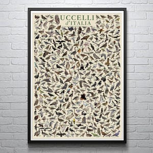 Las aves de Italia / Uccelli d'Italia - Póster educativo sobre la vida silvestre