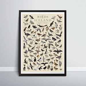 Las aves de Islandia: póster educativo sobre la vida salvaje islandesa ilustrado a mano o arte mural