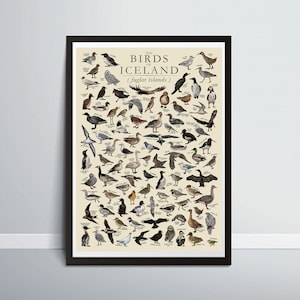 The Birds of Iceland - Hand-illustrated / Icelandic Wildlife Educational Poster / Wall Art