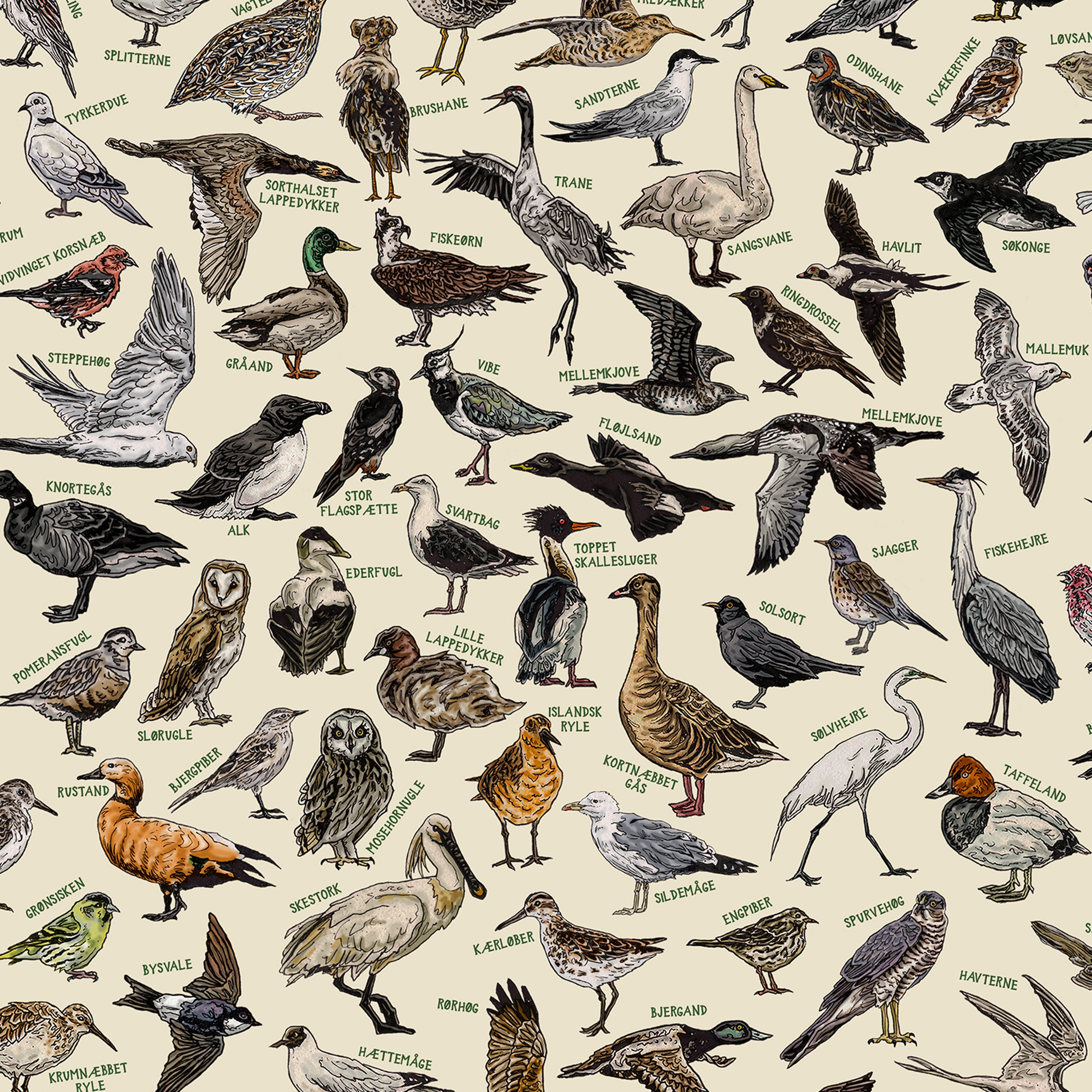 The Birds of Denmark (danmarks Fugle) - Hand-illustrated / Swedish
