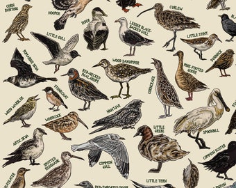 The Birds of Ireland - Hand-illustrated / Irish Wildlife