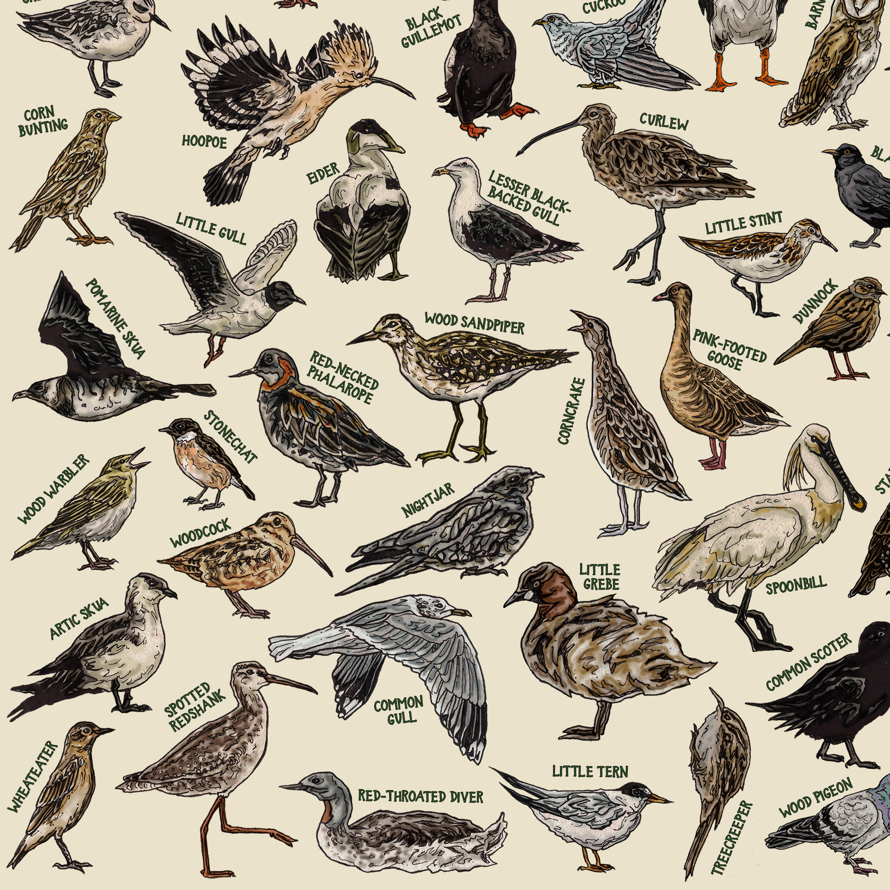 The Birds of Ireland - Hand-illustrated / Irish Wildlife
