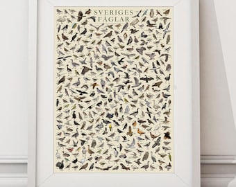 The Birds of Sweden (Sveriges Fåglar) - Hand-illustrated / Swedish Wildlife Educational Poster
