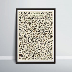 Gli uccelli della Germania / Vögel Deutschlands - Poster educativo sulla fauna selvatica