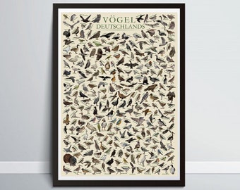 The Birds of Germany / Vögel Deutschlands - Wildlife Educational Poster