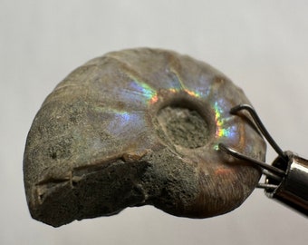Flashy Iridescent AMMONITE Fossil – Natural Rainbow Shell Specimen