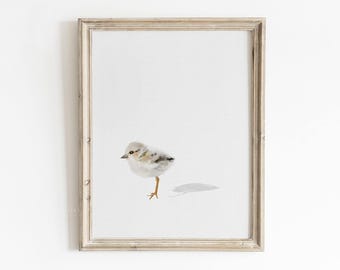Piping Plover Chick Watercolor Wall Art: Shorebird Coastal Decor