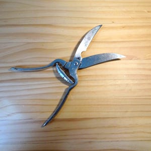 Könnte beinhalten: Offene Geflügelschere aus Edelstahl auf einer Holzoberfläche. Die Schere hat gebogene Klingen und lange Griffe, die zum Schneiden von Knochen und Haut bestimmt sind. Die Klingen sind etwa 10 cm lang.
