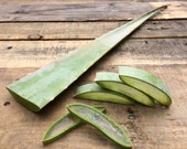 Fresh Certified Organic Aloe Vera Leaf