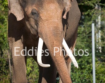 11x14 photo Elephant taken at La zoo