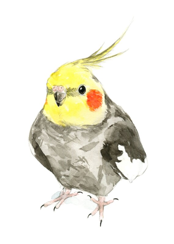 Cockatiel Watercolor Painting Bird Watercolor Painting 5x7 Inch Print 0044  - Etsy