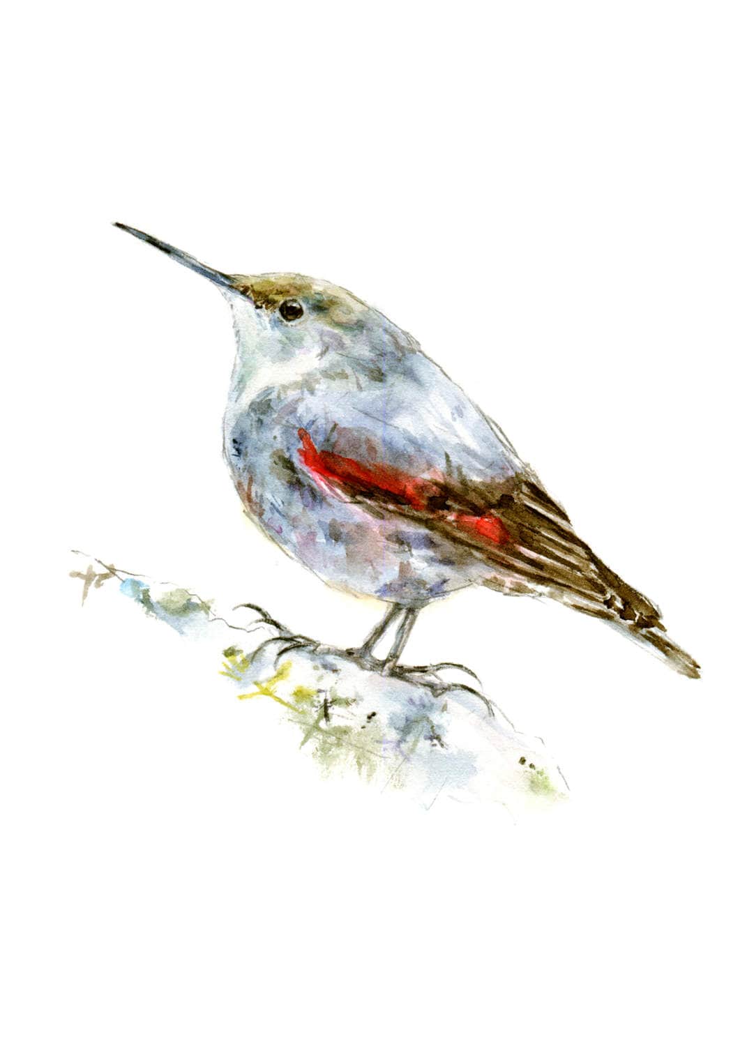 Cockatiel watercolor painting bird watercolor painting 5x7 inch print \u2013 0246