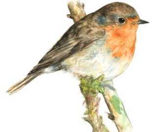 Robin watercolor painting - bird watercolor painting - 5x7 inch print - 0058