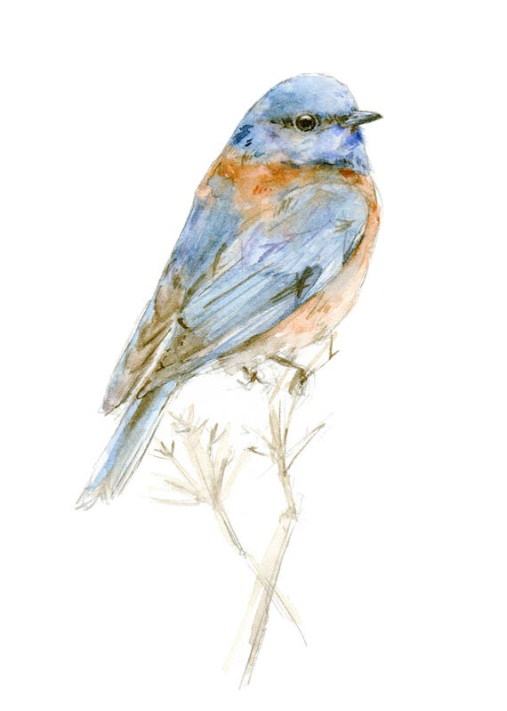 VIRTUAL Simply Watercolors: Blue Bird and Holly — Edwardsville Arts Center