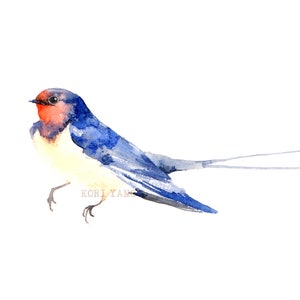 Hirondelle Aquarelle Aquarelle Oiseau Impression 5 X 7 Etsy Hirondelle Aquarelle Aquarelle Oiseau Impression 5 X 7 Etsy