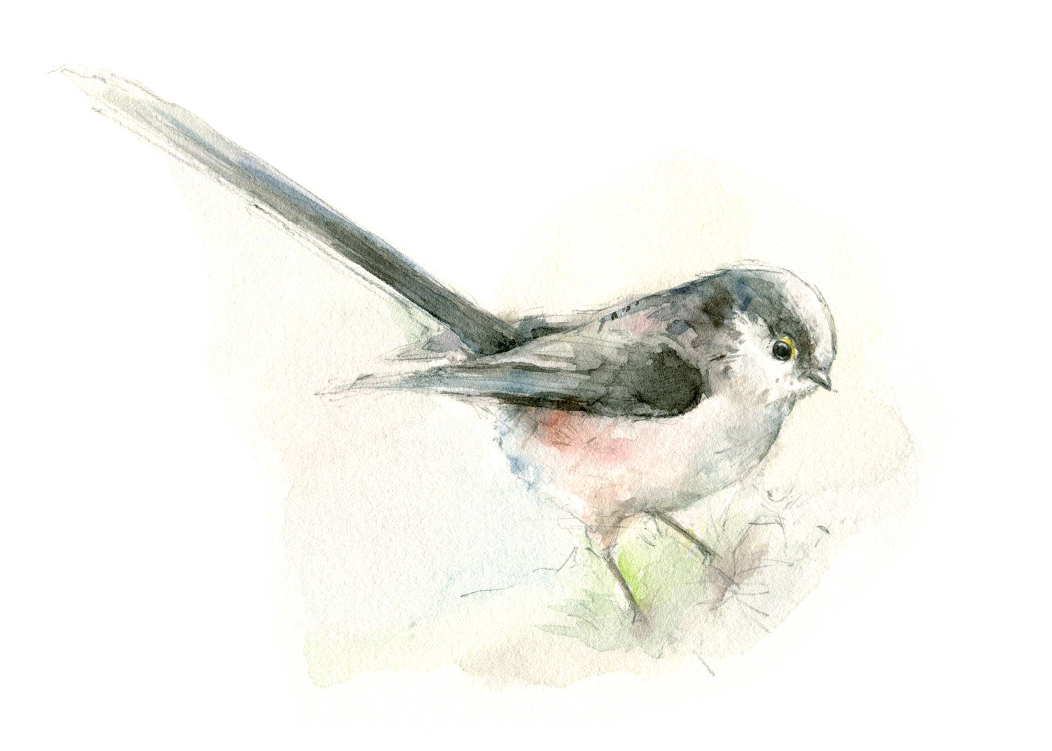 Blue tit watercolor painting 0157 bird watercolor painting 5x7 inch print