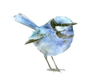 Splendid fairywren watercolor painting - bird watercolor painting - 5x7 inch print - 0153
