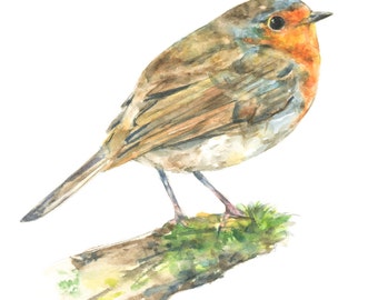 Robin watercolor painting - bird watercolor painting - 5x7 inch print - 0061