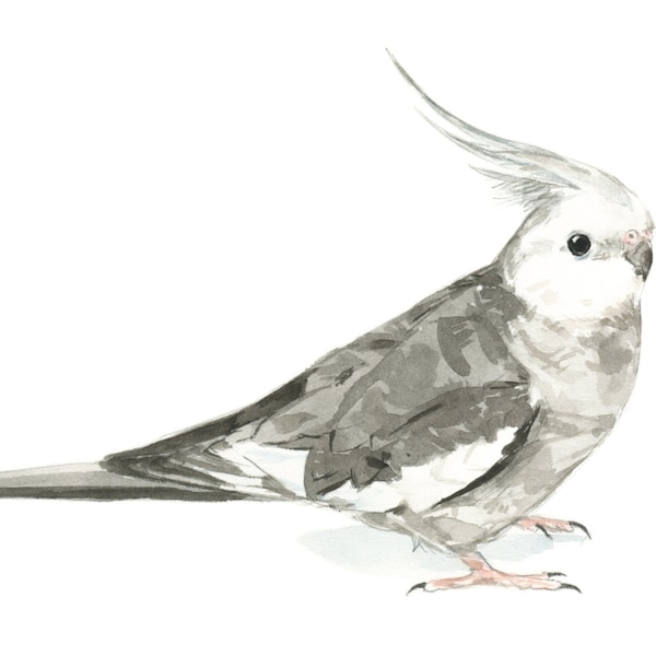 Cockatiel watercolor painting - bird watercolor painting - 5x7 inch print - 0051