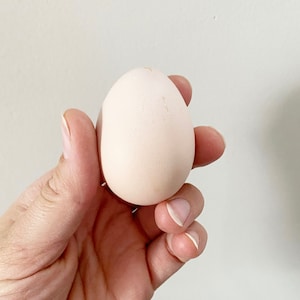 12 American Bresse eating Eggs. Super Fresh and delicious. Unwashed
