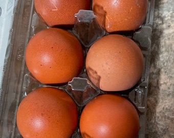 12 French black copper maran eating Eggs. Super Fresh and delicious. Unwashed
