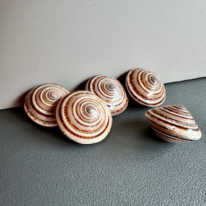 May include: Five spiral-shaped seashells with brown and cream-colored stripes. The shells are arranged on a gray surface, with one shell positioned on its side, showcasing its interior.