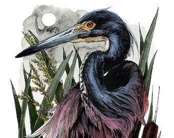 Tricolored Heron 8x10 Art Print
