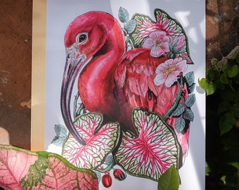 Scarlet Ibis and Caladiums 8x10 Art Print