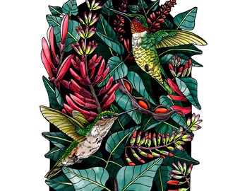 Impresión artística de colibrí garganta rubí y planta mamoú, papel de archivo de 8 x 10 pulgadas