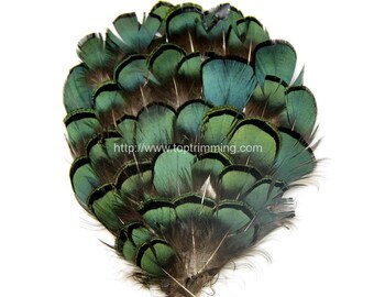 Lady Amherst Pheasant Feather Pad ( 2Pcs)