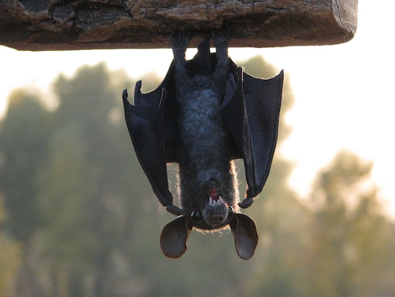 Nei geni perduti il segreto dei pipistrelli vampiri - Le Scienze