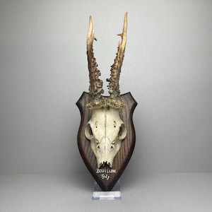 May include: A mounted deer skull with antlers, displayed on a dark wooden plaque. The skull is white, and the antlers are a light brown. The plaque has the text "BOUILLON" and "1929."
