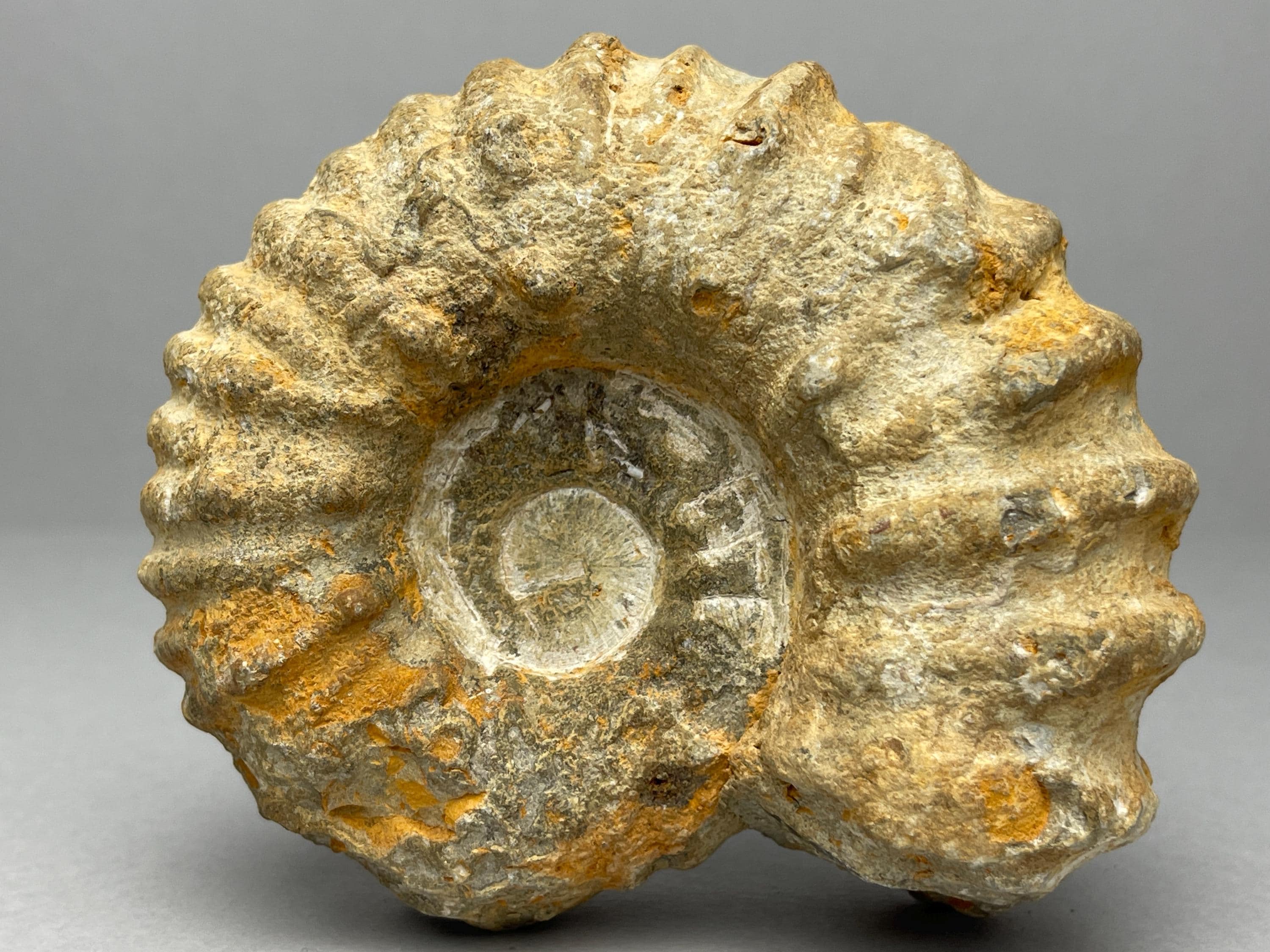 モロッコで発見された白亜紀のマンテリセラスアンモナイト化石標本